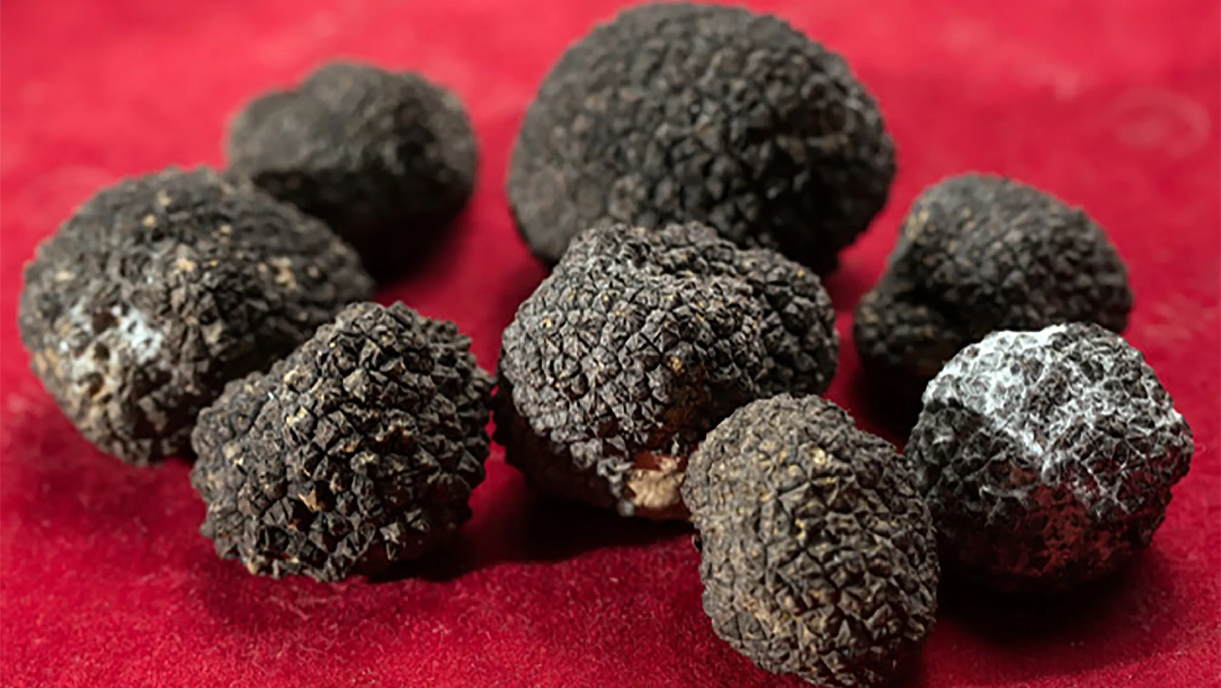 black-truffles-red-background_109285-2529